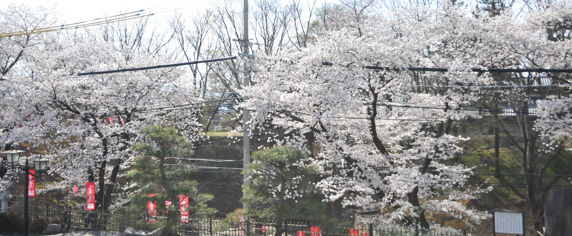 解体前に河合邸から見えていた上田城の満開の桜